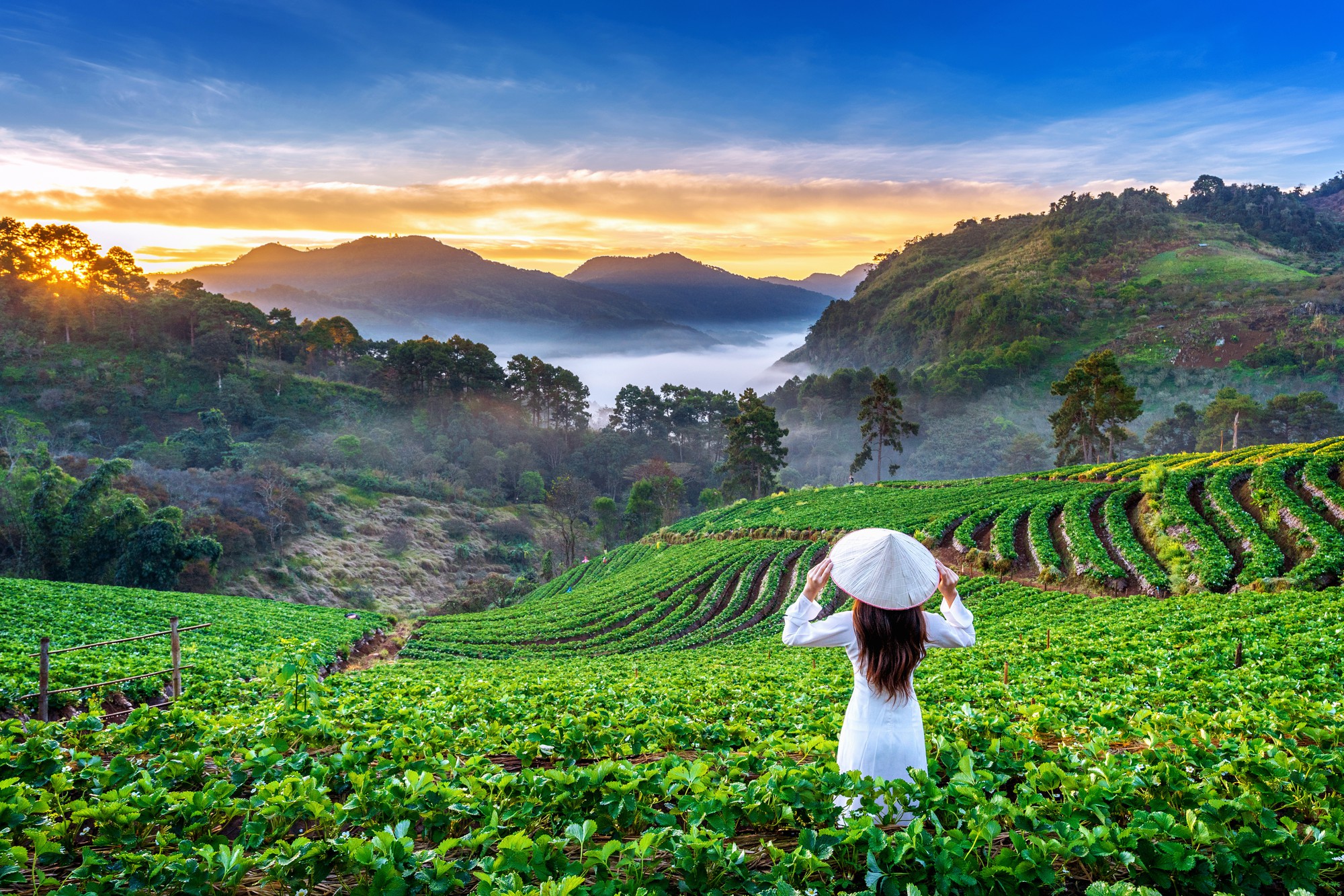 asian woman wearing vietnam culture traditional strawberry garden doi ang khang chiang mai thailand 1